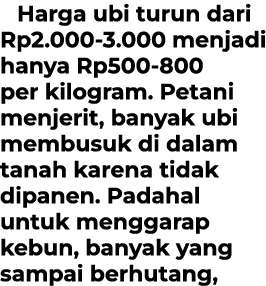 Harga ubi turun dari Rp2.000 3.000 menjadi hanya Rp500 800 per kilogram. Petani menjerit, banyak ubi membusuk di dala...