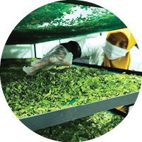 A woman wearing a white mask is reaching for a tray of green leaves. AI generated content