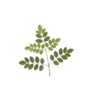 A leafy plant with a stem and leaves on a black background. AI generated content