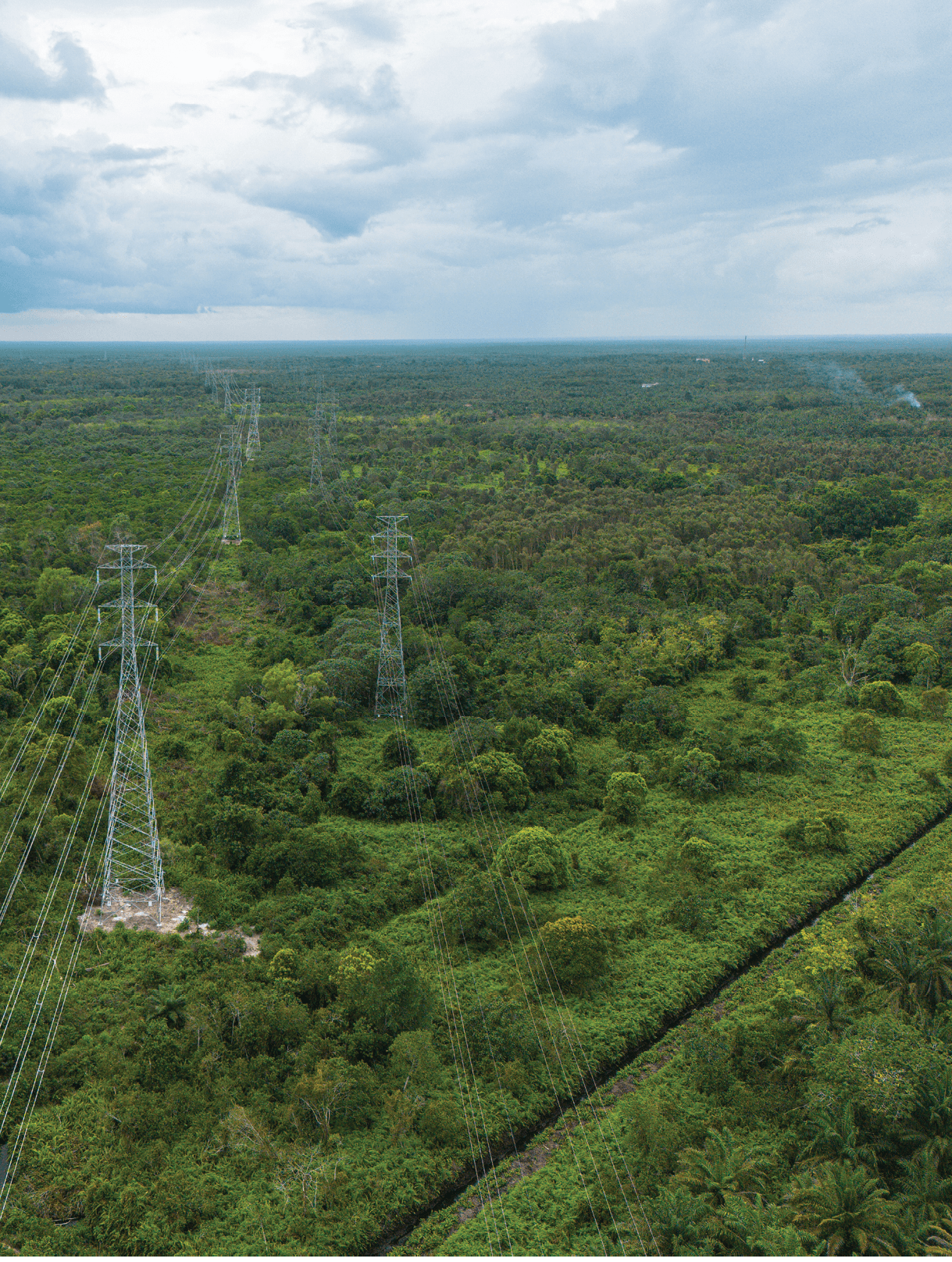 A large forest with many trees and power lines running through it. AI generated content