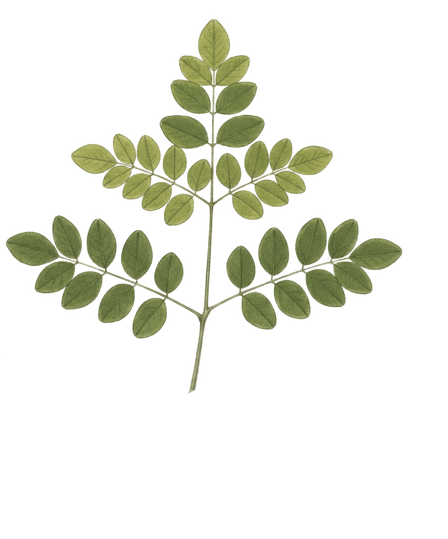 A green leafy plant with a stem and a few leaves. AI generated content